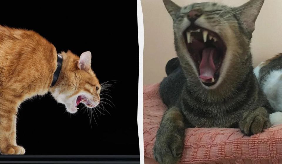 ������ ����� �������? ����������� � �� ���������