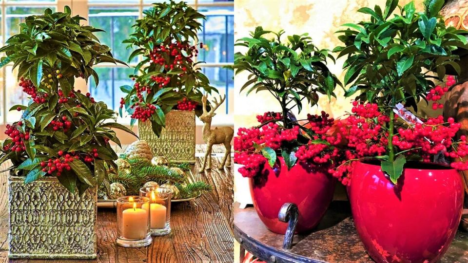 Яркие ягоды ардизии: как это комнатное растение добавляет жизни в ваш интерьер