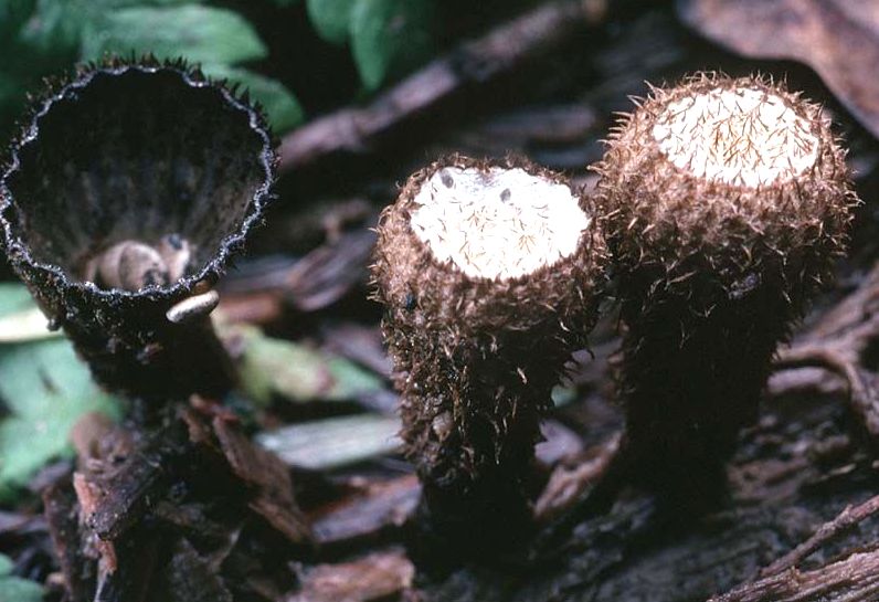 ����������� ��� ����������