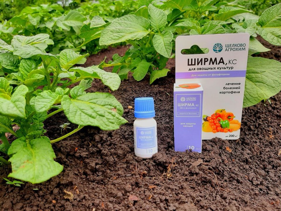 Как победить фитофтору картофеля: секреты успешной борьбы с помощью "Ширмы"