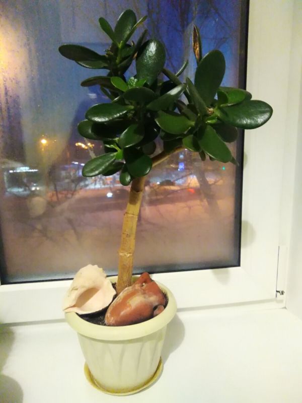 Как вырастить крепкое денежное дерево: секреты и советы