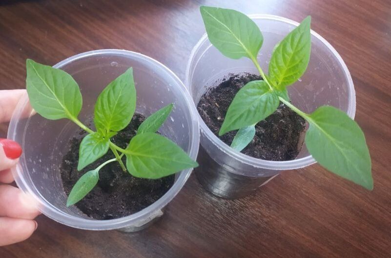 ������ ��������� ����� ��� ������� �����