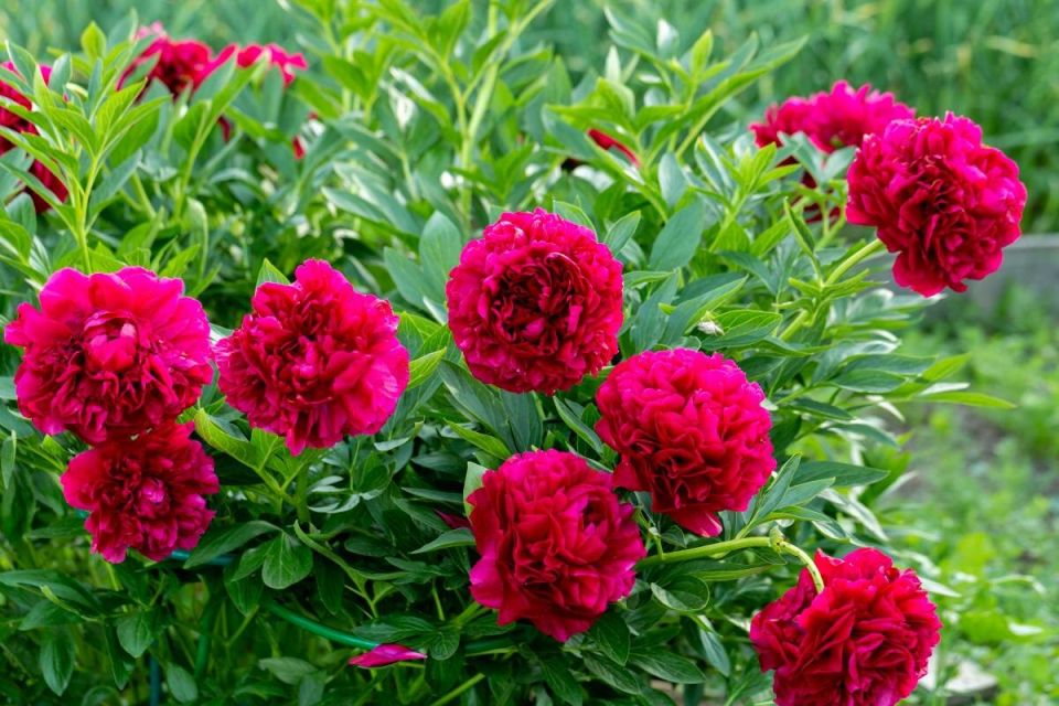 ������� ����� �� �������: ��� ��������� ������� �� ��������� ���