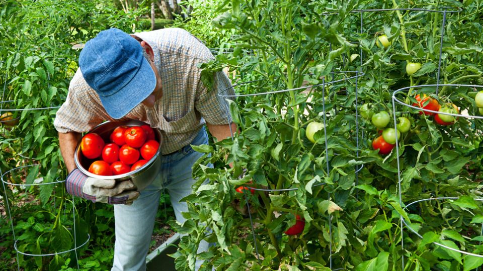 ��� �������� ������� � ���� �����: ���� ��������, ���������� ���� ������ ����������� �������