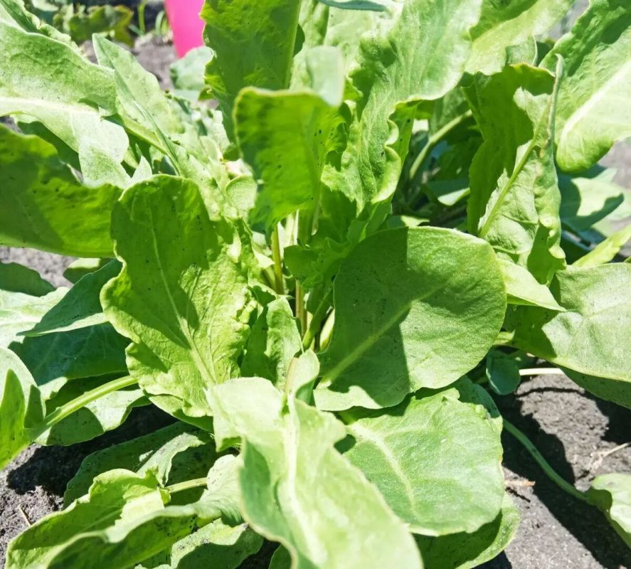 ������: ��������� ����� ������ �����