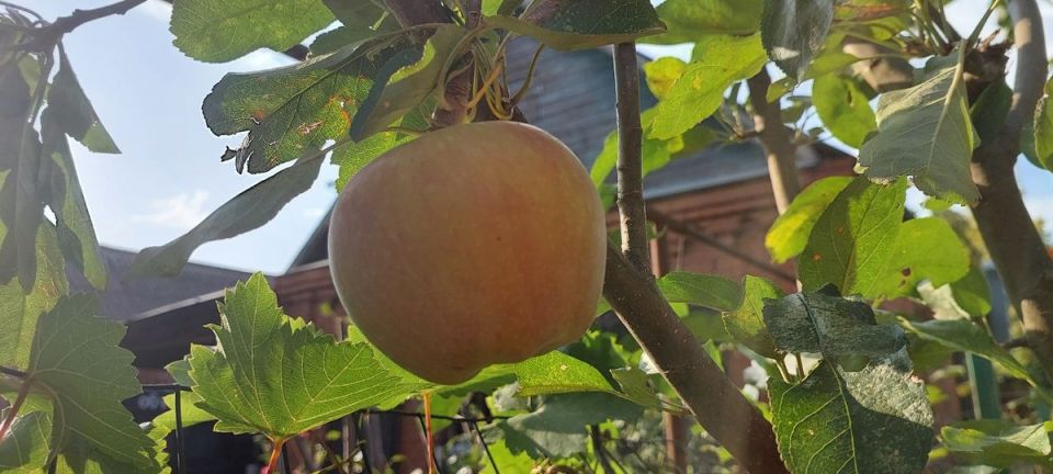 ��� ����������� �������� �������: ������� ������� ��������� �� ����