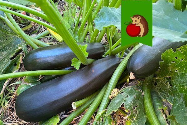 ��� �������� ������� � ���������: ������� ���������� ���������