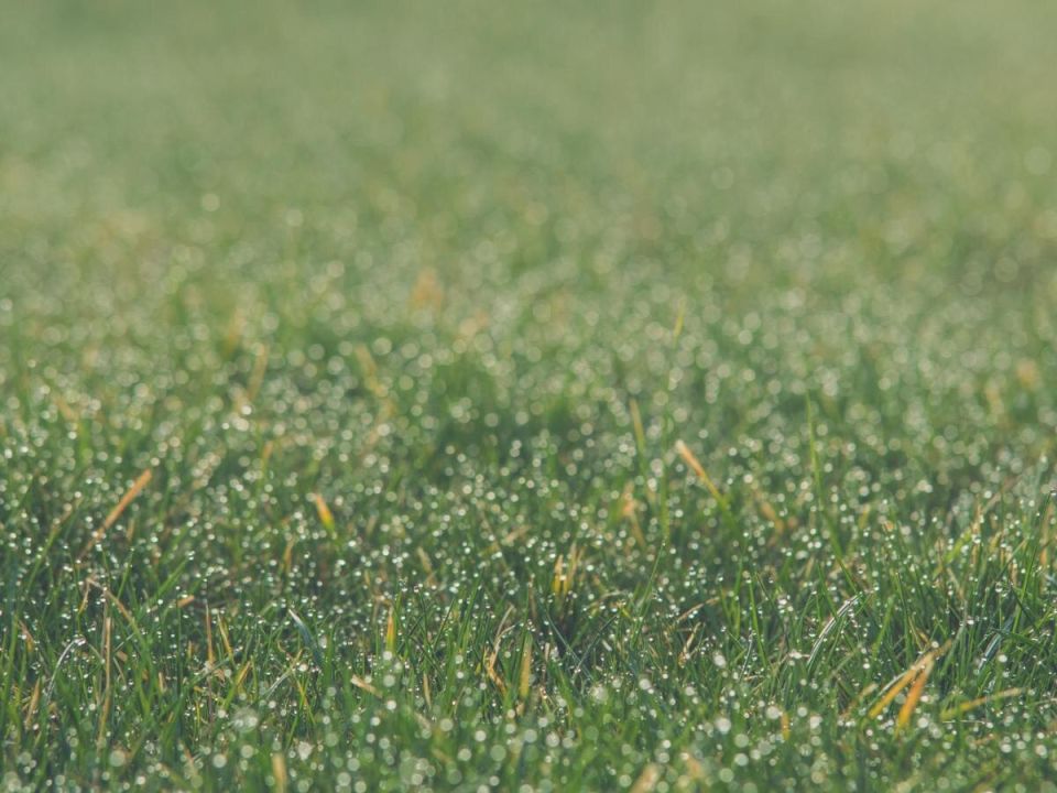 Зимний уход за газоном: ключевые аспекты