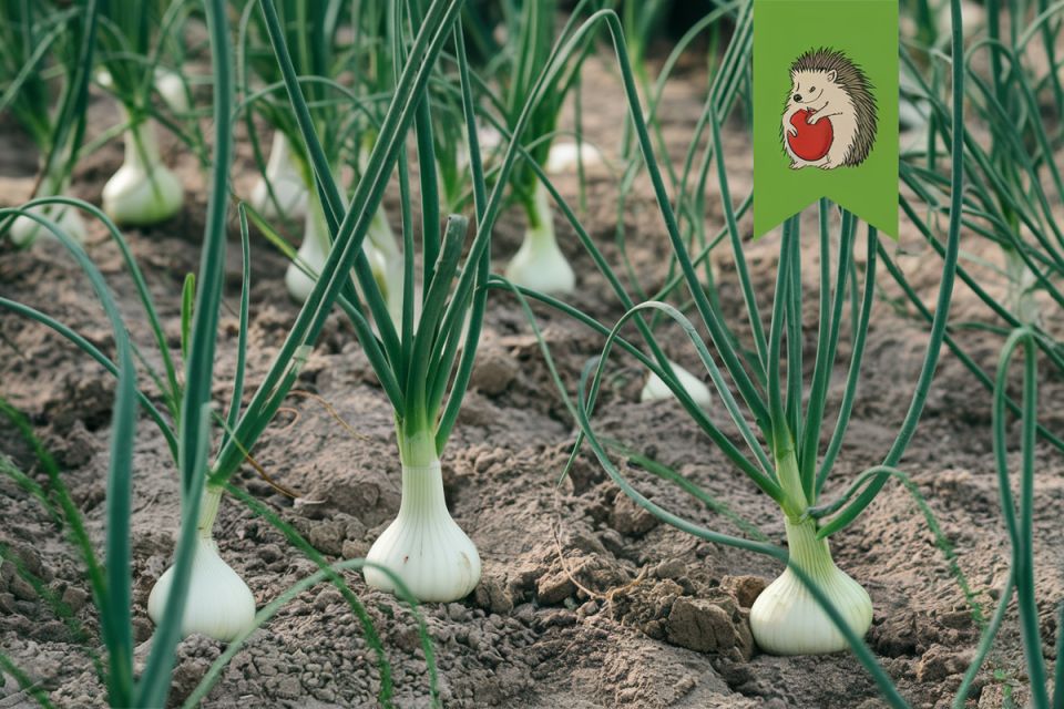 ��� ���� ������� ��������� ������ ������ ���� � ����