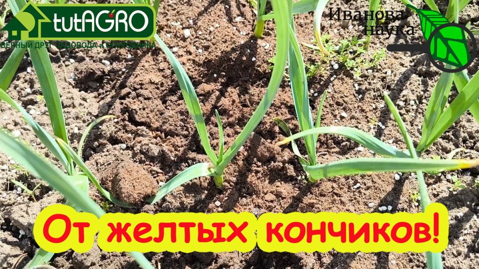 Как пентасульфатная подкормка спасает растения от холода и жирует урожай