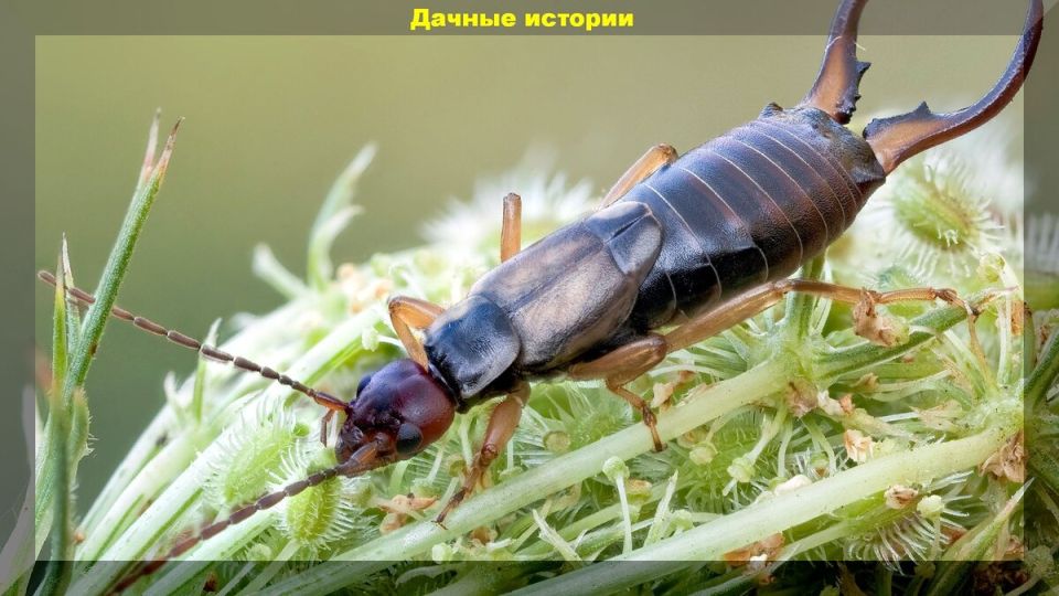 ���������: ����������� ���� ��� ������� ���� ������ ����?