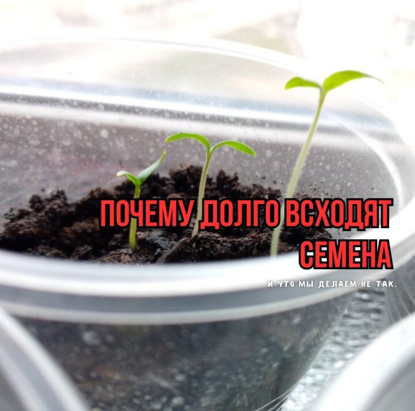 Секреты успешной рассады: три распространенные ошибки, которые стоит избегать