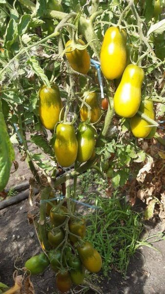 Томат зеленый кузнечик: экзотика и вкус в вашем саду