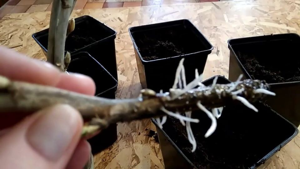 ��� ��������� ������ ��������� � �������� �������� � ������� ��������