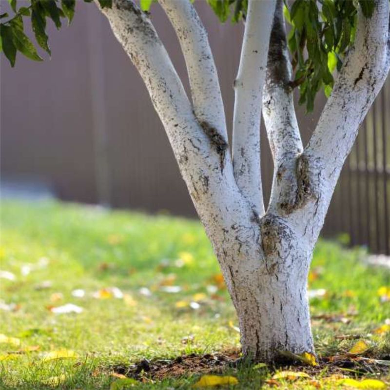 Эффективные способы побелки деревьев для защиты на весь сезон