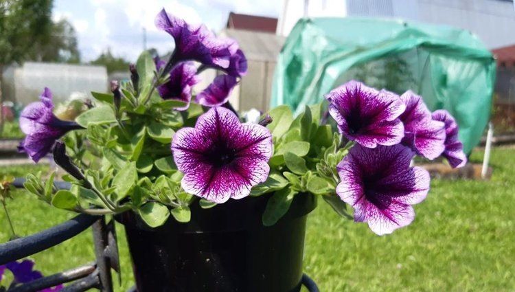 Садоводство 2026: что нового ждет дачников в этом сезоне