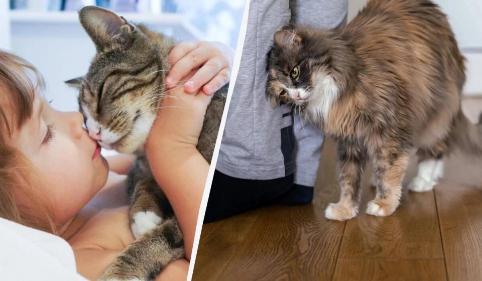 Почему кошка бодается головой и что это значит на деле