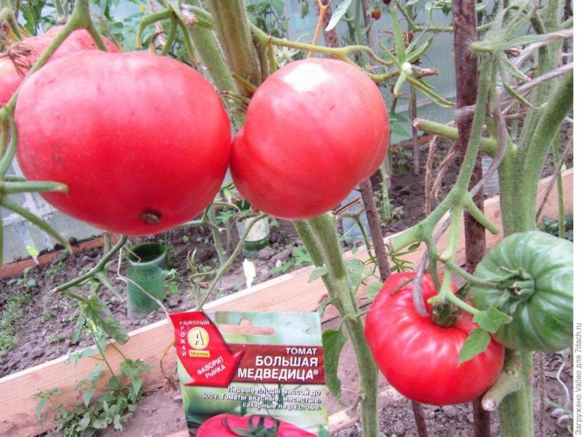 ����� ������� ���������: ������� ����� � ��������������� �������������