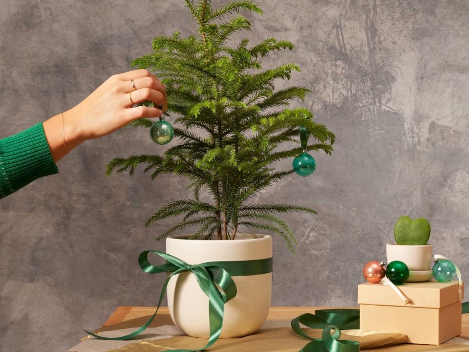 ��������� ��� ����� ����������: ��������� ������ �� ���� � �����������