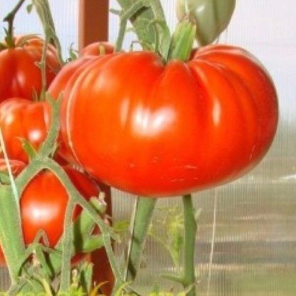 ����� ������� �������: ������� �������� ����� �� ����� ��������� ����������