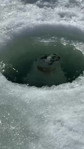 - :  +15C     !