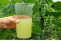 Секреты обильного урожая: как костная мука делает огурцы здоровыми и вкусными