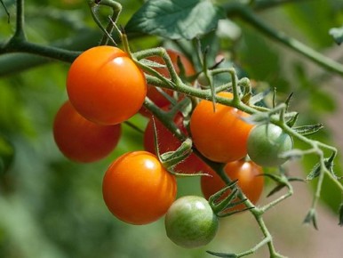 7 неожиданных продуктов, которые могут навредить вашим помидорам