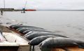 Вниманию представителей КМНС Чукотки, осуществляющих рыболовство!