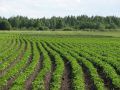 Успейте собрать урожай: что посадить после картофеля в конце сезона