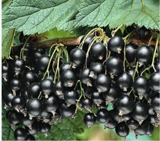 Золотистая смородина: уникальный сорт с неповторимым вкусом и лёгким уходом