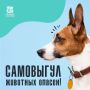 Внимание, жители Чукотки!. Хотим напомнить о важности ответственного поведения владельцев домашних питомцев