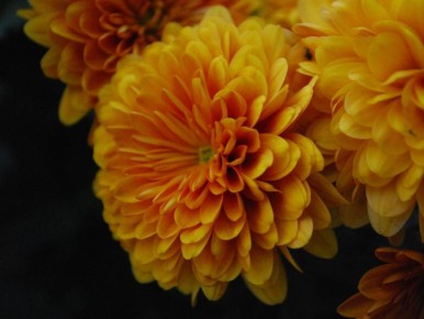 Монарды: не просто цветы, а магия вашего сада