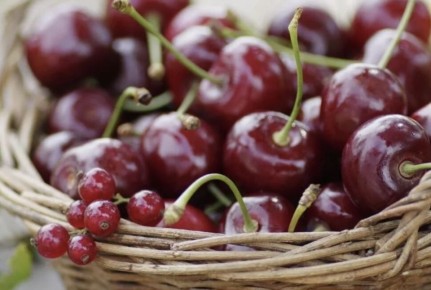 Эффективные методы защиты вишневого урожая от птиц: ультразвуковые отпугиватели в действии