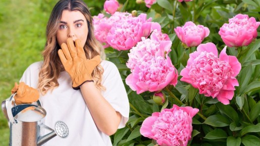 Позаботьтесь о пышности пионов уже сейчас: простые правила, а зацветут — с ума сойти