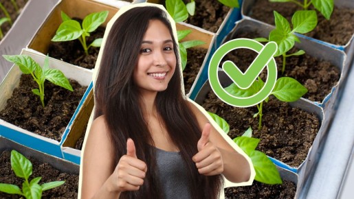 Грибок рассаду точно не поразит: присыпьте грунт этим копеечным средством