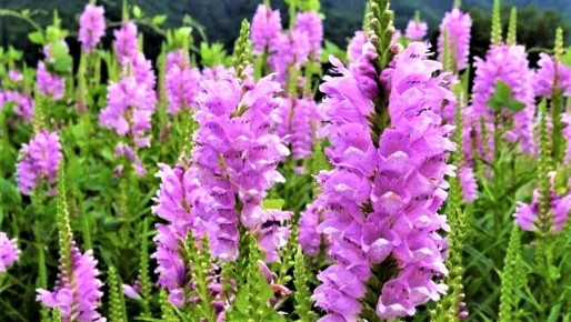 Изящные и крепкие цветы, которые преобразят ваш сад