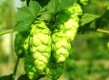 Хмель обыкновенный: природа, которая вдохновляет и лечит