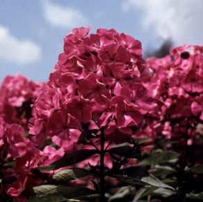 Секреты успешного коллекционирования флоксов: узнайте, на что обратить внимание