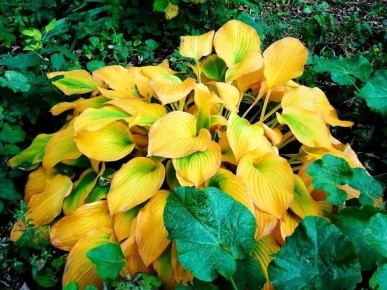 Как защитить хосты от зимних холодов: секреты опытных садоводов