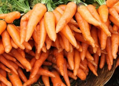 Ранний урожай моркови: секреты подзимнего посева