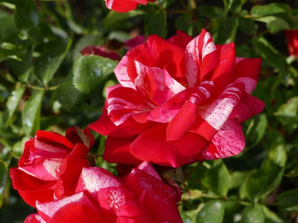 Цветочный фейерверк: розы-хамелеоны, которые удивляют яркими переменами