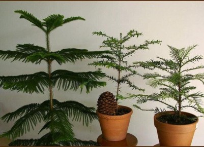 Создайте уют в своем доме с помощью комнатных хвойных растений