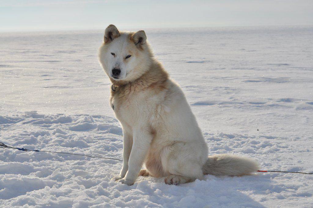 Административная комиссия продолжает проводить рейды по выявлению фактов нарушений Правил выгула домашних животных