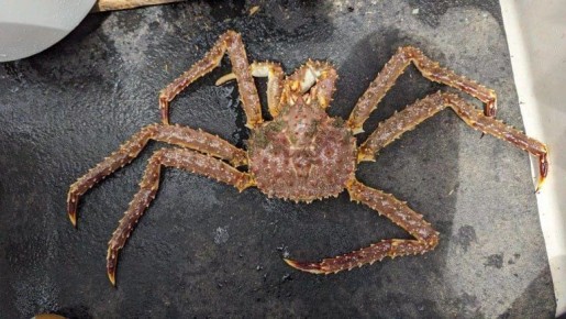 Показатели вылова краба на Камчатке упали по сравнению с прошлым годом