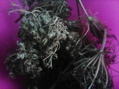 Секреты сбора семян: от моркови до огурцов