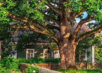 Опасные соседи: деревья, которые не рекомендуются высаживать возле дома