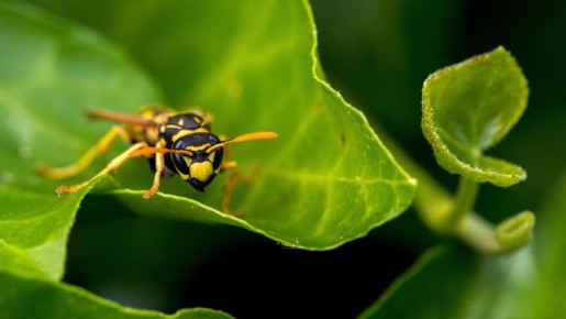 Это средство спасет ваш участок: забудете про надоедливых ос навсегда