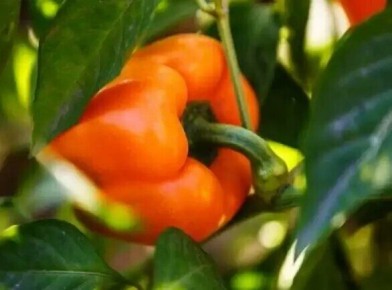 Секреты успешной подкормки перца в июне