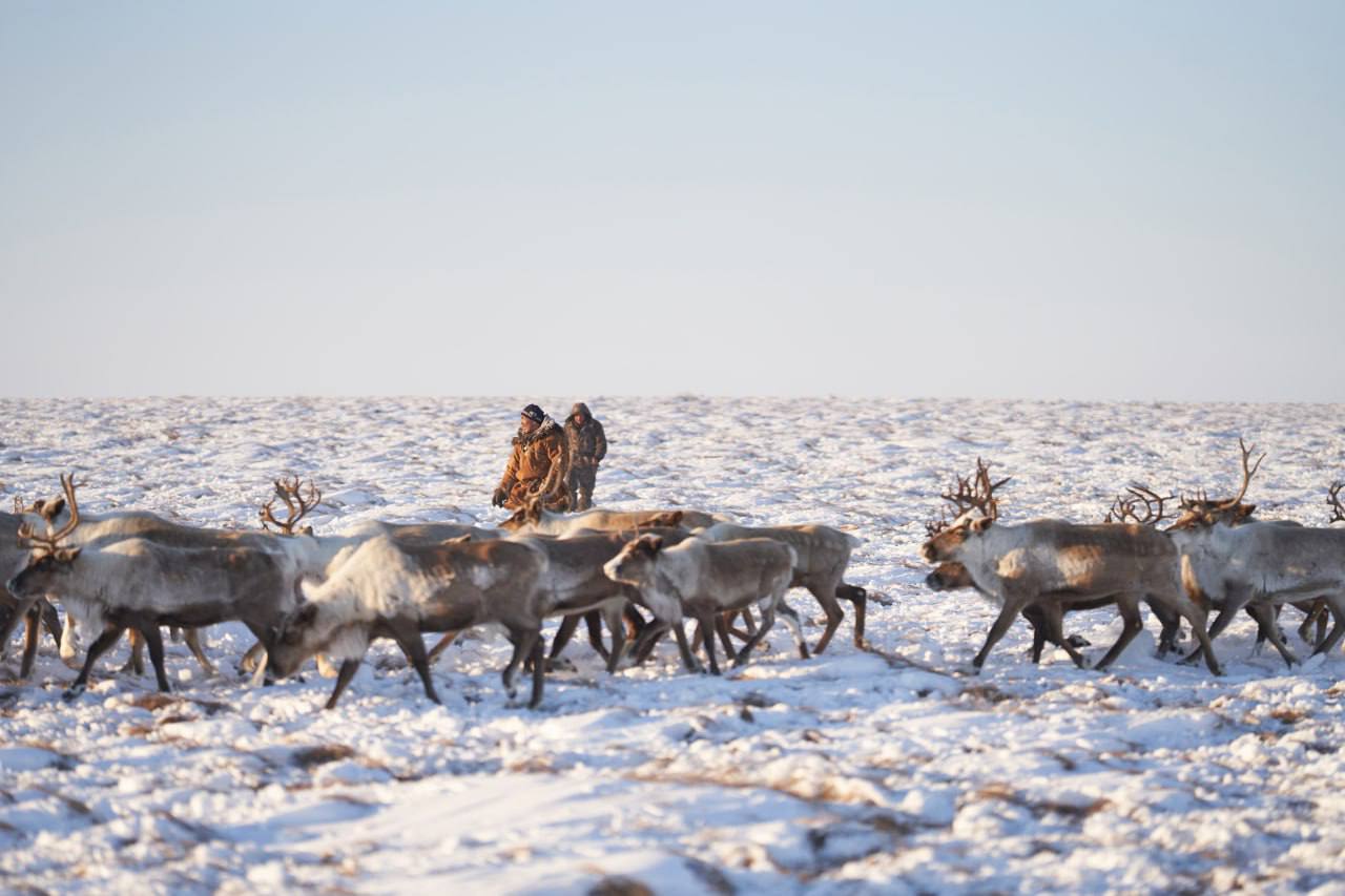 Владислав Кузнецов: увеличение зарплат, поддержка оленеводов и морзверобоев обеспечили рост кадров в традиционных отраслях Чукотки