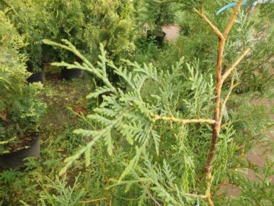 Секреты зимнего черенкования хвойных